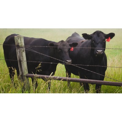 Основні підходи до боротьби з інфекційним ринотрахеїтом великої рогатої худоби