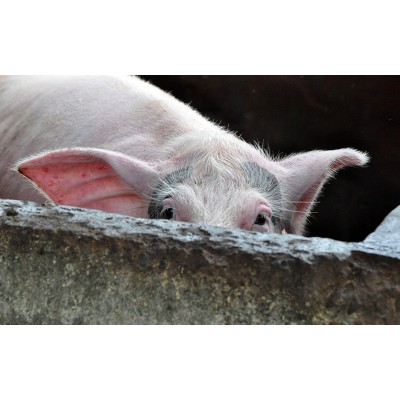 Свиняча "чистка": як АЧС та втрата російського ринку змінили ринок свинини