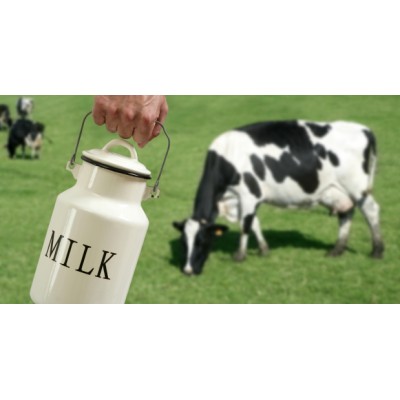 В Україні збільшилась продуктивність корів та виробництво молока екстра і вищого ґатунків