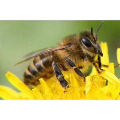 З березня 2019 року можна буде укладати договори страхування бджіл.